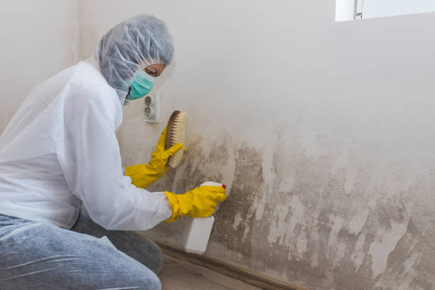 Best Affordable Mold Removal  in Lake Royale, NC