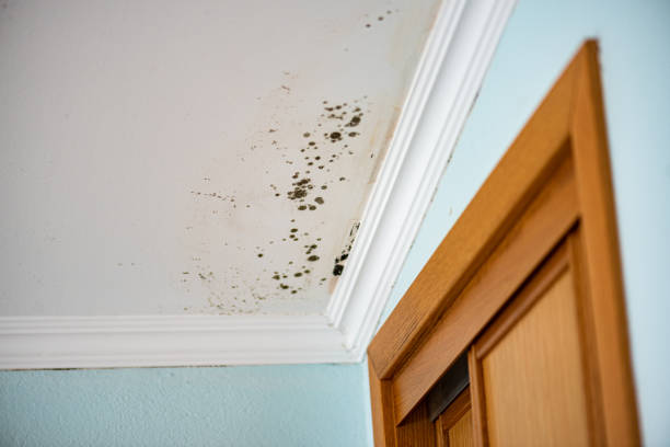 Best Toxic Mold Removal  in Lake Royale, NC