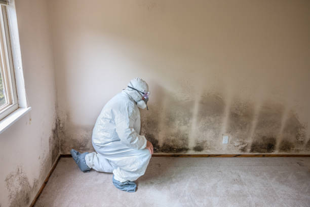 Certified Mold Removal