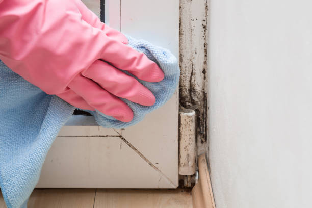 Best Office Mold Removal Services  in Lake Royale, NC